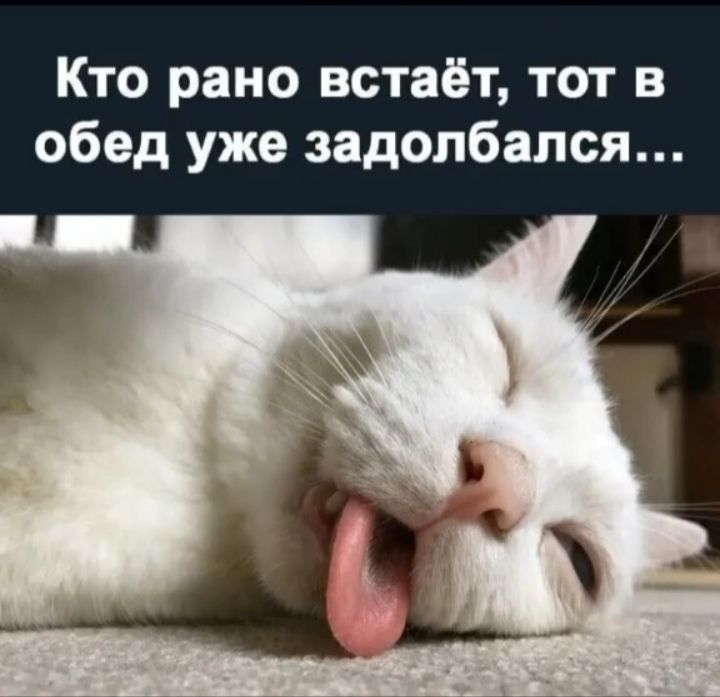 Кто рано встаёт тот в обед уже задолбался