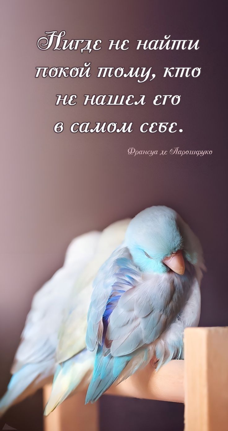 Шилдс не найти окей тому кто нс наше1 его и самом ссвс Фри цл ИлшпгААп