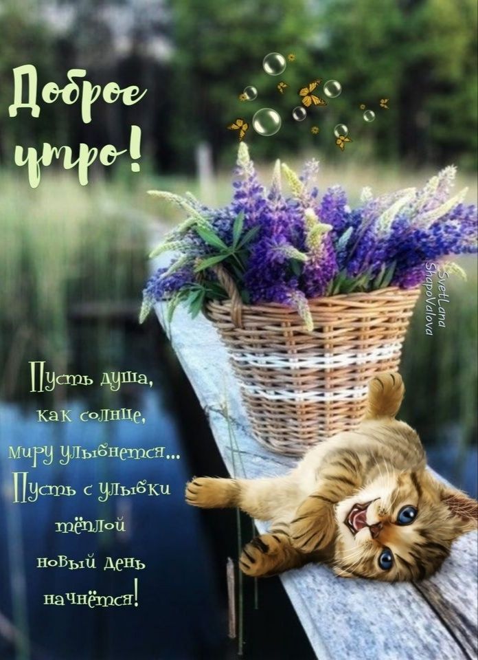 Выа Дэш