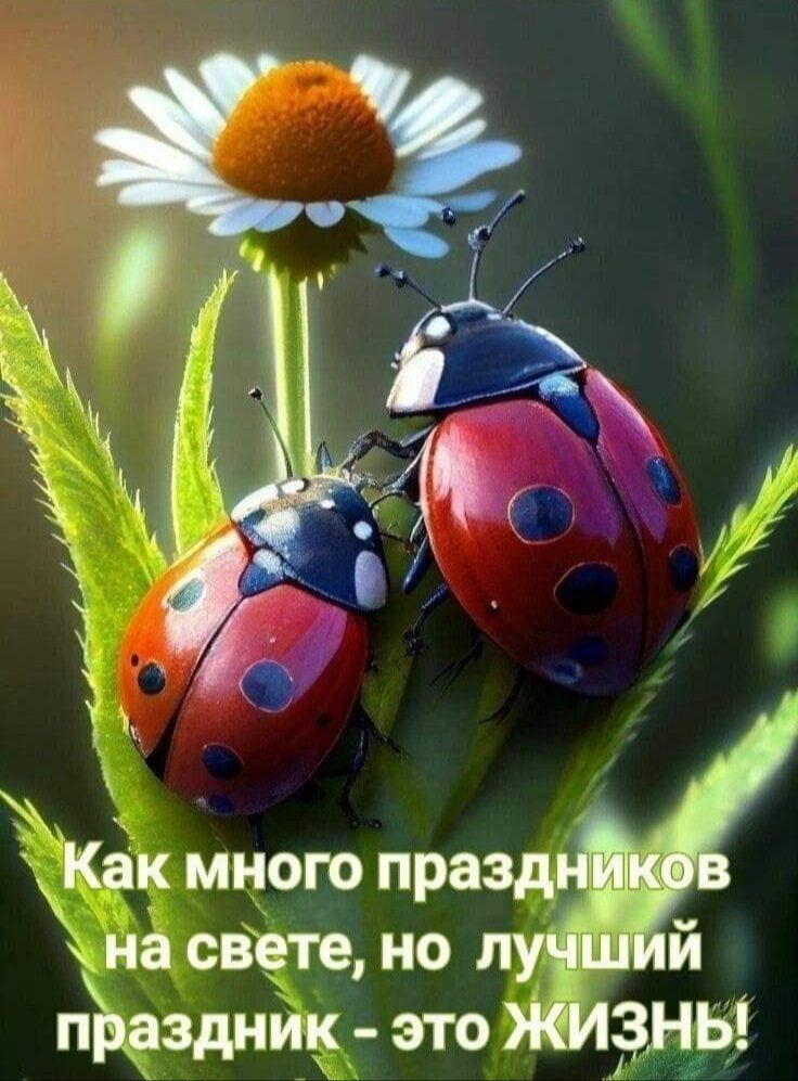 Как много праздъф на свете но лучіШий праздник это ЖИЗНЬ