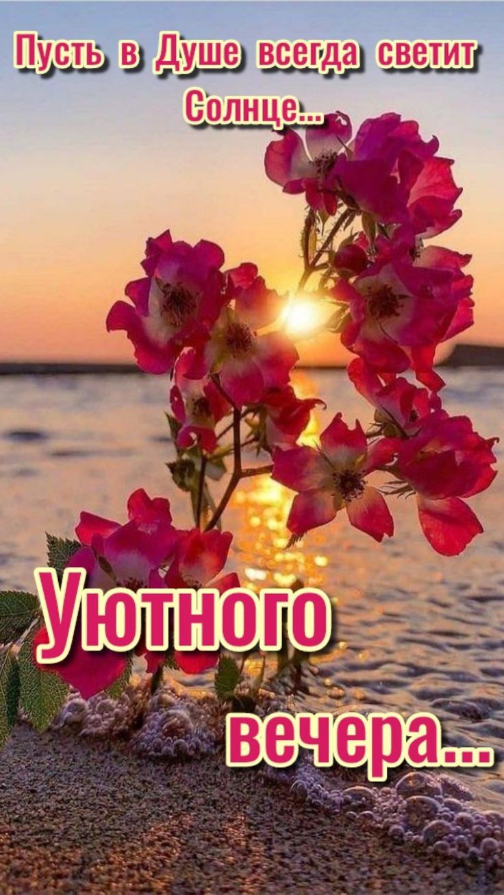 Пусть Дд всегддіш Волнцеь