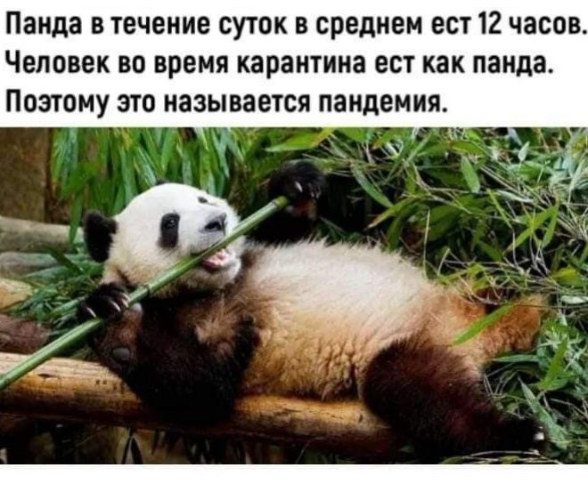 Панда В 1ЕЧЕНИЕ СУТОК В СРЕДНЕМ 60112 ЧЗСОБ Человек во время карантина ес как панда Поэтому это называется пандемии