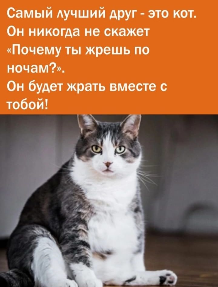 Самый АУЧШИЙ АРУГ это кот Он никогда не скажет Почему ты жрешь по ночам Он будет жрать вместе с тобой