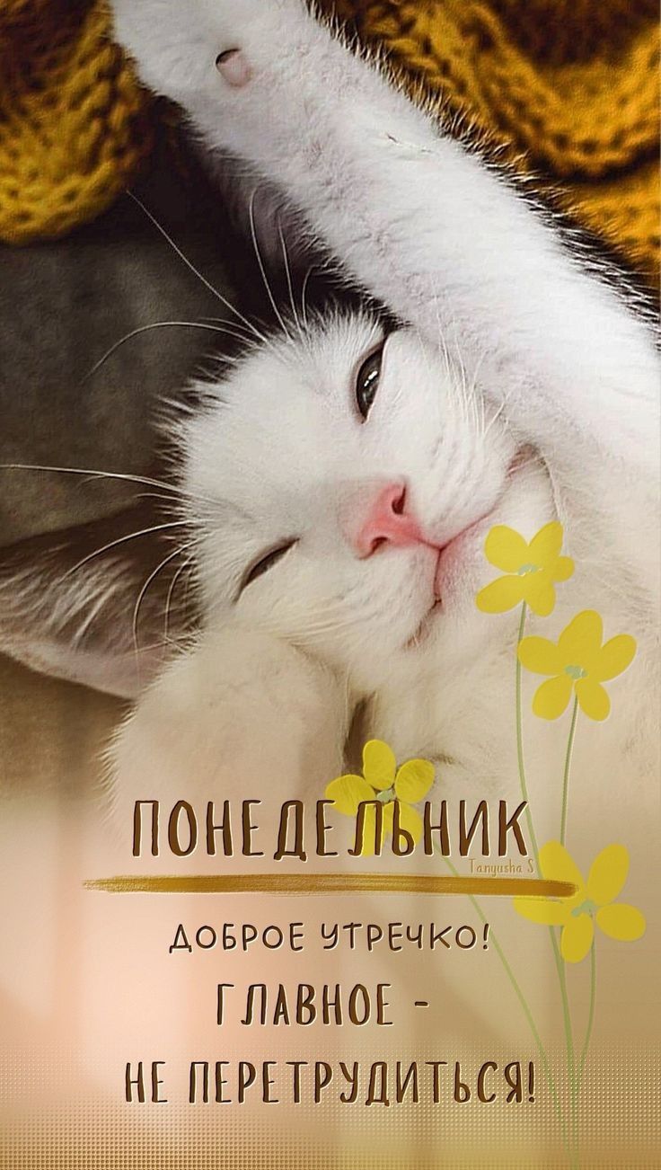 понгдгЛЪник АоБРоЕ ЧТРЕЧКО ГЛАВНОЕ НЕ ПЕРЕТРЪШИТЪСЯ