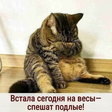 ВСТЗЛЗ сегодня на весы СПЕШЗТ ПОДЛЫЕ