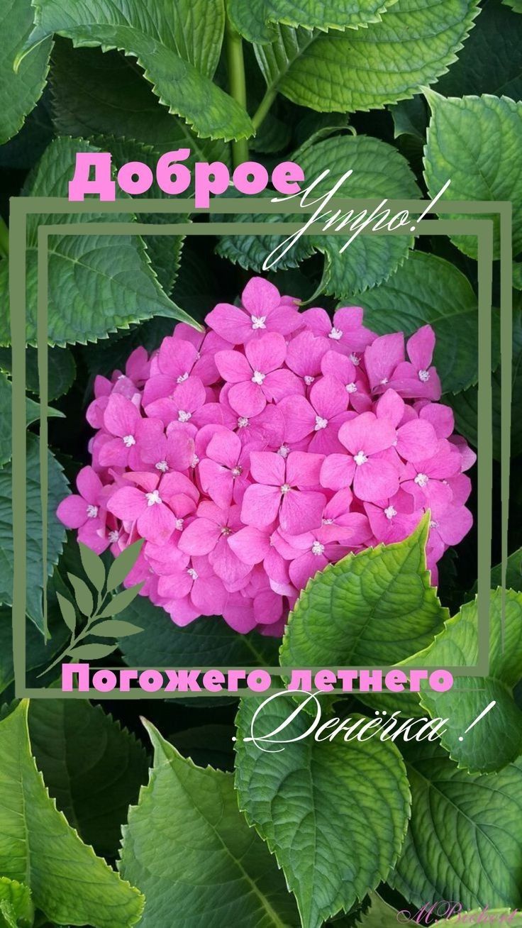 ПОГОЖЁГО