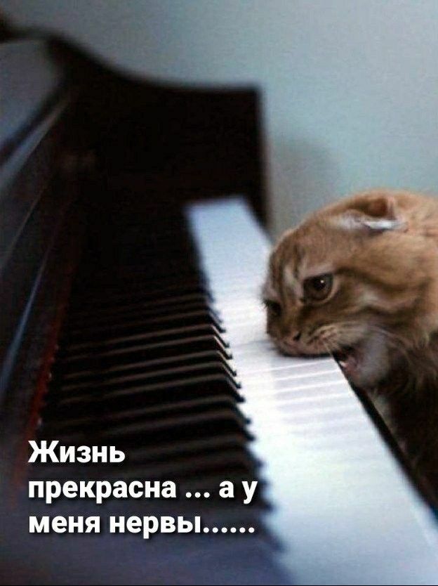 Жизнь прекрасна а у меня нервы