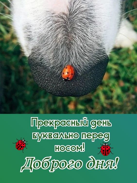 Преюрееныёл9 Букваьнэп НЭЕОМ для