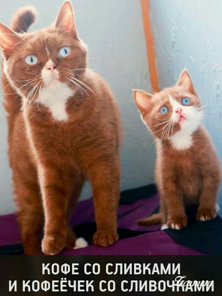 коре со спивкдми и кошввчвн со сливочйши