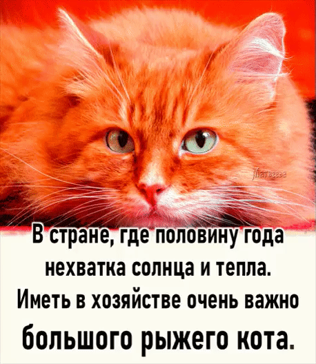 щ г В стране Где половину года нехватка солнца и тепла Иметь В хозяйстве очень важно бОЛЬШОГО РЫЖЕГО КОТЗ 1