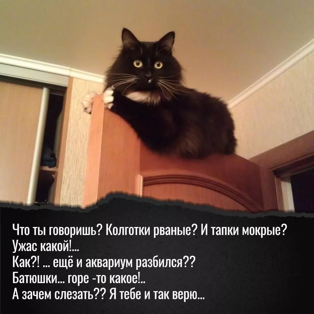 Что ты творить Кплгппм рваные И іапки накрыв Ужас какой КаК ещё и аквариум разбился Батюшкш горн тп какие А зачвм одевать Я твбн и пк верю