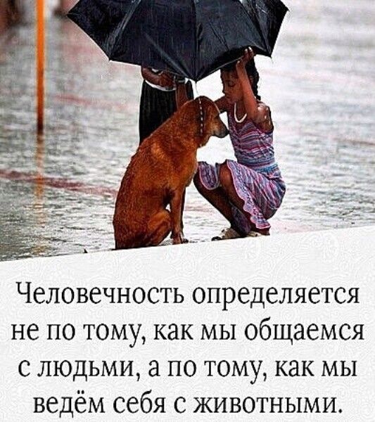 Человечность определяется не по тому как мы общаемся с людьми а по тому как мы ведём себя с животными