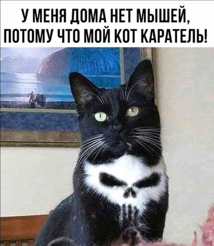 У МЕНЯ ЛОМА НЕТ МЫШЕЙ ПОТОМУ ЧТП МПЙ КОТ КАРАТЕЛЬ