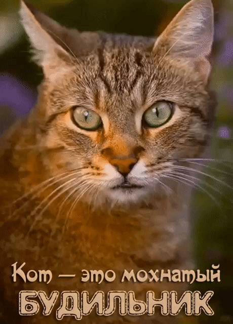 Кот это мохнатый