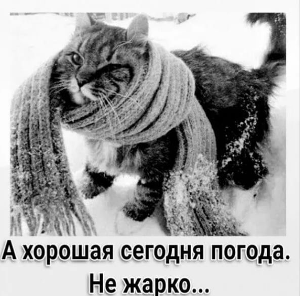 А хорошая сегодня погода Не жарко