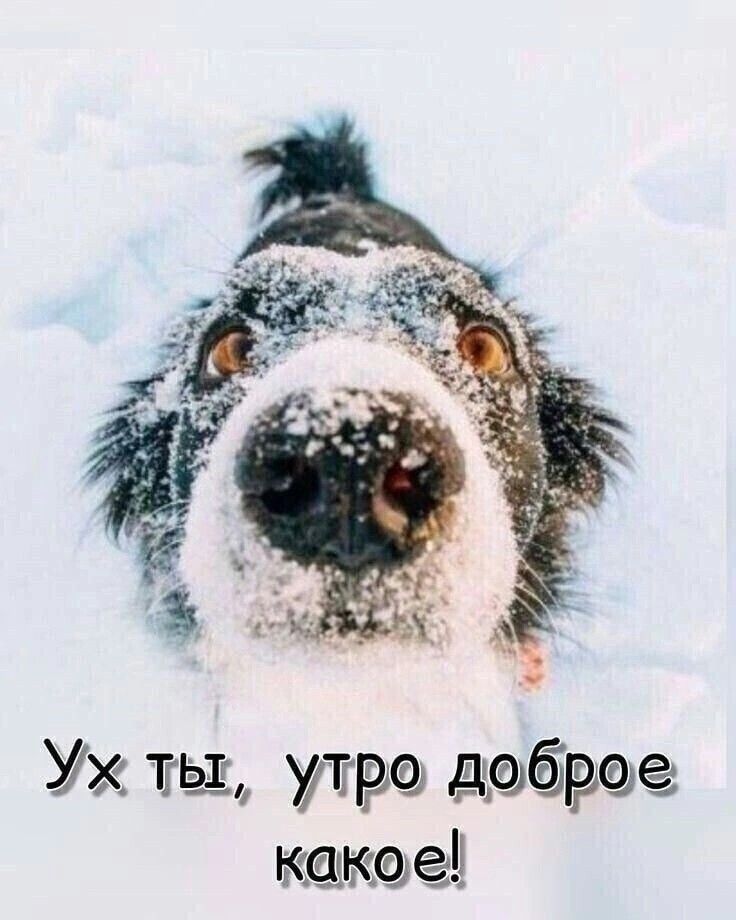 У тщ утра ддбрще