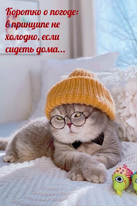 щйлёшш не халифа если Шп