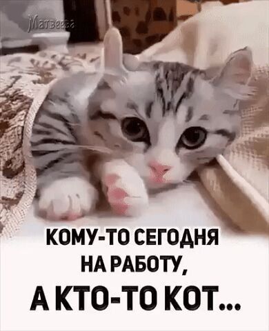 КОМУ ТО СЕГОДНЯ НА РАБОТУ А КТО ТО КОТ