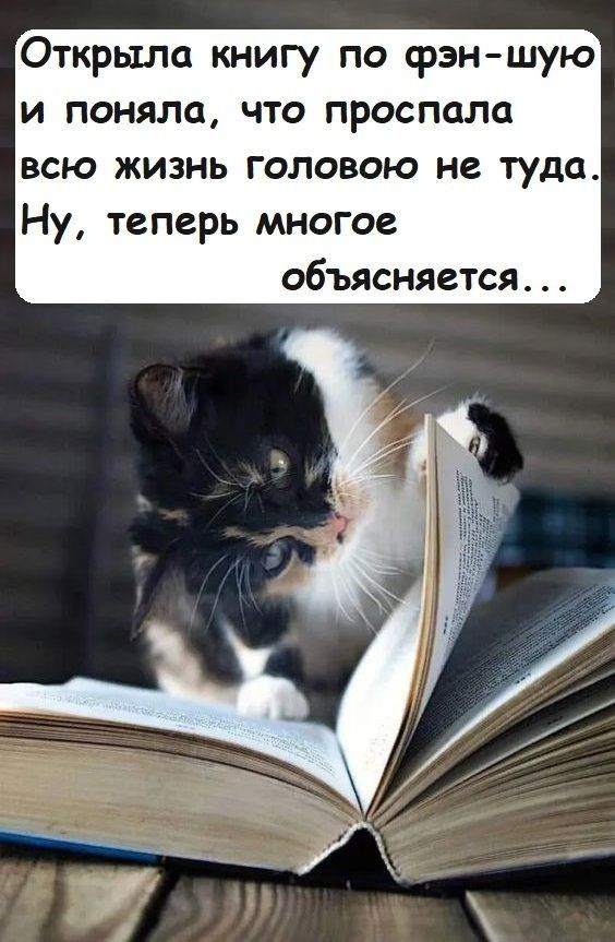 Многим теперь. Книги про кошек. Кошка с книжкой. Книга котик. Котенок с книгой.