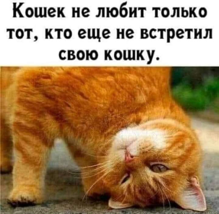 КОШОК Не ЛЮОИТ ТОЛЬКО ТОТ КТО еще не встретил СВОЮ КОШКУ