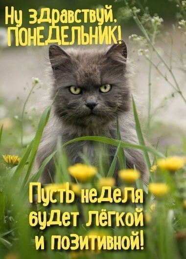 Н зд авствцй Пинь иедезЪ быдет Лёгйби поэишвной