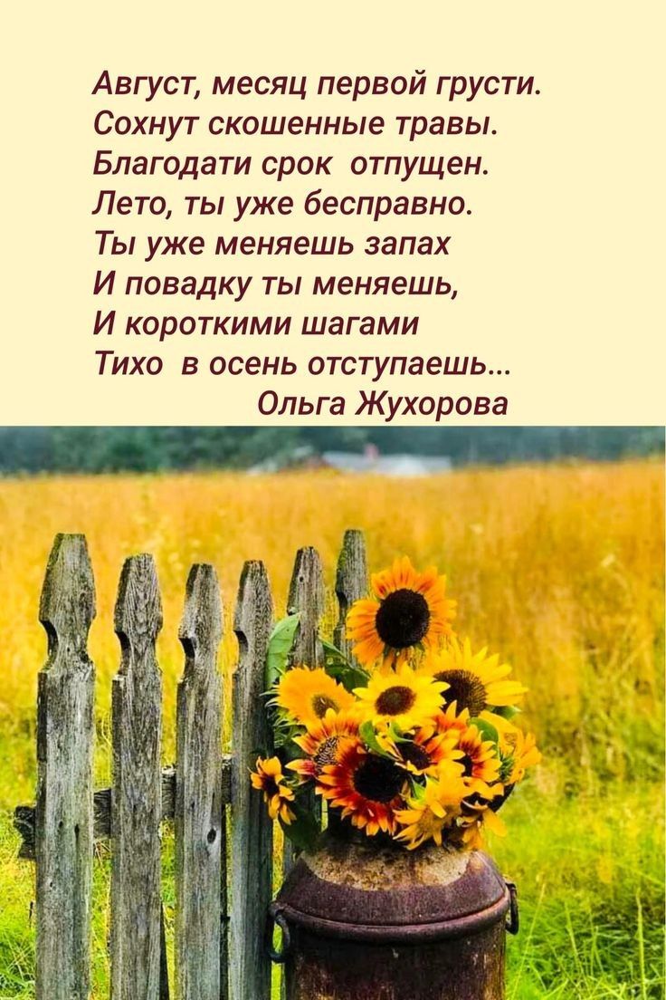 Август месяц первой грусти Сохнут скошенные травы Благодати срок отпущен Лето ты уже бесправно Ты уже меняешь запах И повадку ты меняешь И короткими шагами Тихо в осень отступаешь Ольга Жухорова