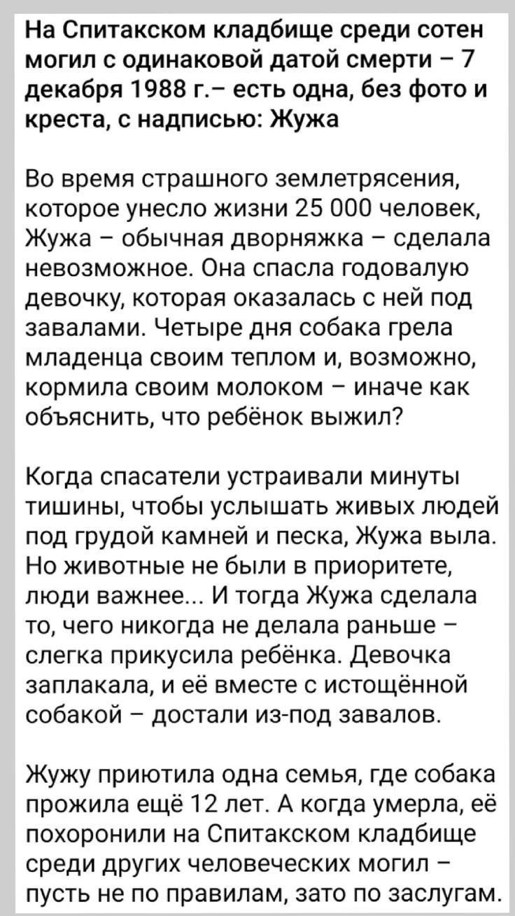 На Спитакском кладбище среди сотен могил с одинаковой датой смерти 7 декабря 1988 г есть одна без фото и креста с надписью Жужа Во время страшного землетрясения которое унесло жизни 25 000 человек Жужа обычная дворняжка сделала невозможное Она спасла годовалую девочку которая оказалась с ней под завалами Четыре дня собака грела младенца своим тепло