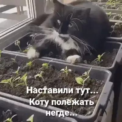 Наставили тут... Коту полежать негде...