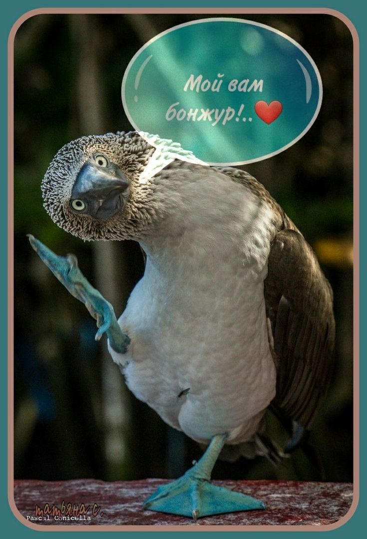 Мой вам бонжур!!..❤️