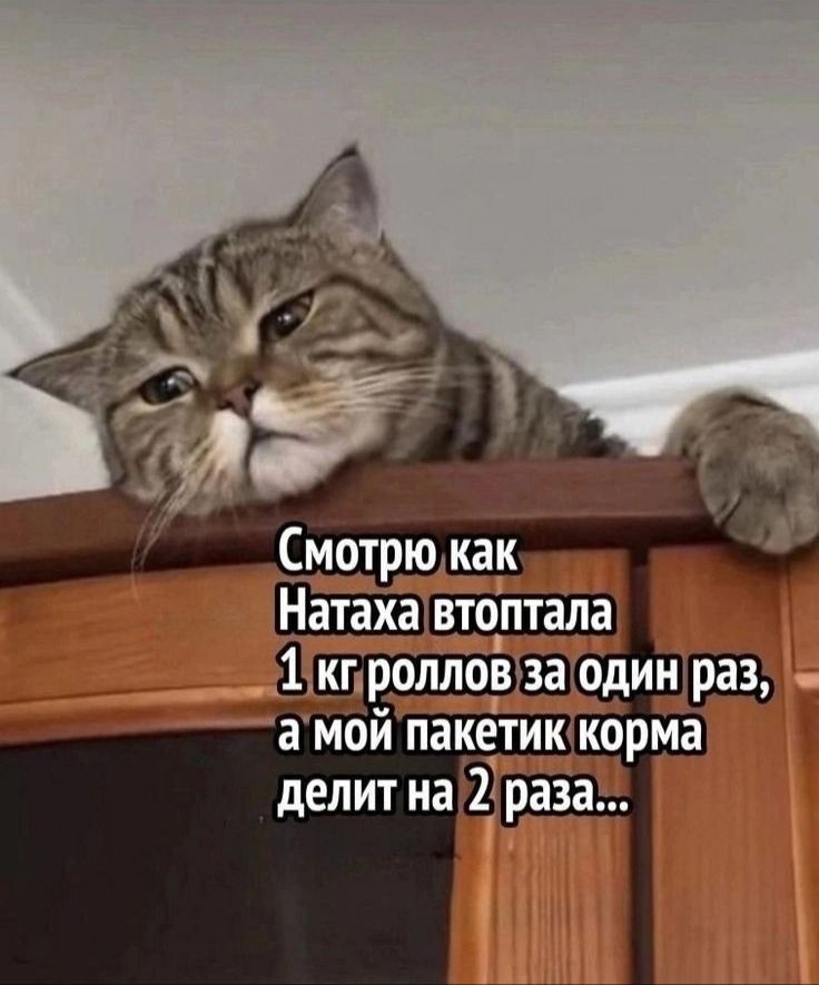 Смотрю как Натаха втоптала 1 кг роллов за один раз, а мой пакетик корма делит на 2 раза...