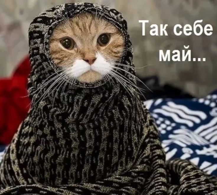 Так себе май...