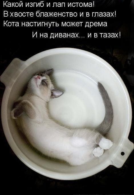 Какой изгиб и лап истома! В хвосте блаженство и в глазах! Кота настигнуть может дрема И на диванах... и в тазах!