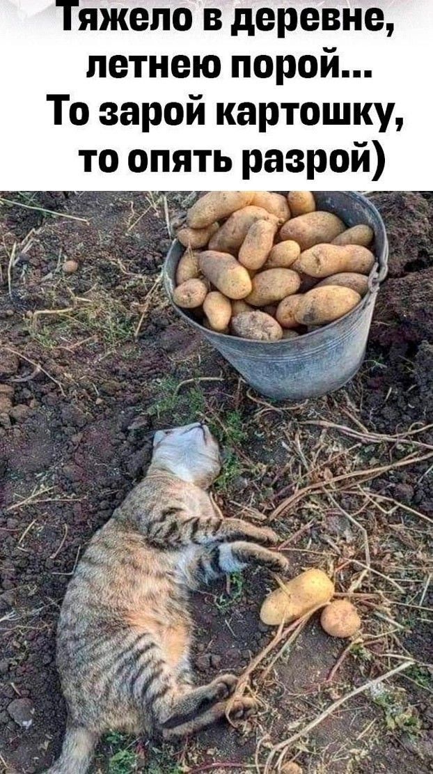 Тяжело в деревне, летнею порой... То зарой картошку, то опять разрой)