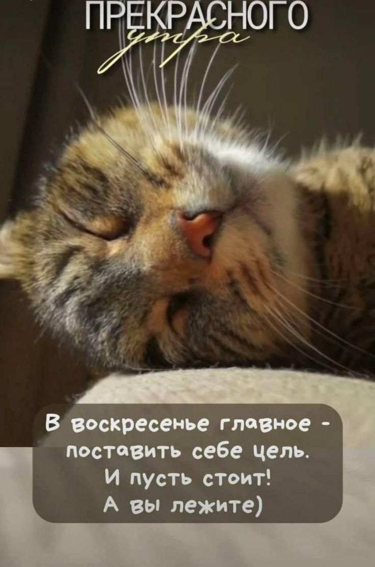 В воскресенье главное - поставить себе цель. И пусть стоит! А вы лежите)
