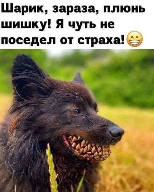 Шарик, зараза, плюнь шишку! Я чуть не поседел от страха! 😀