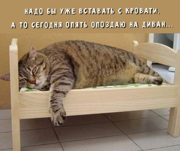 Надо бы уже вставать с кровати. А то сегодня опять опоздаю на диван...