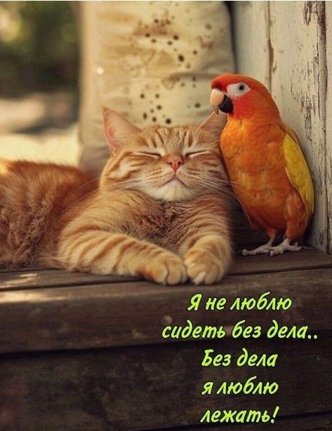 Я не люблю сидеть без дела.. Без дела я люблю лежать!