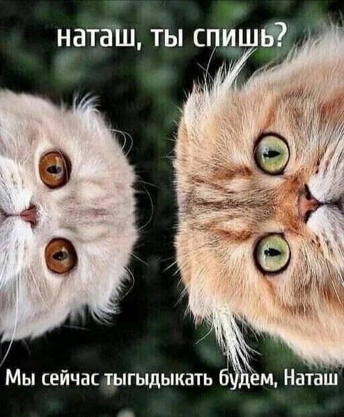 наташ, ты спишь? Мы сейчас тыгыдыкать будем, Наташ