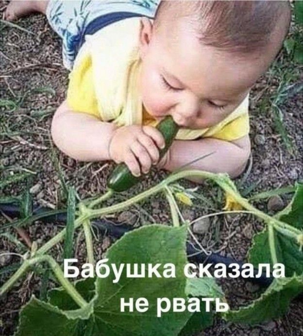 Бабушка сказала не рвать