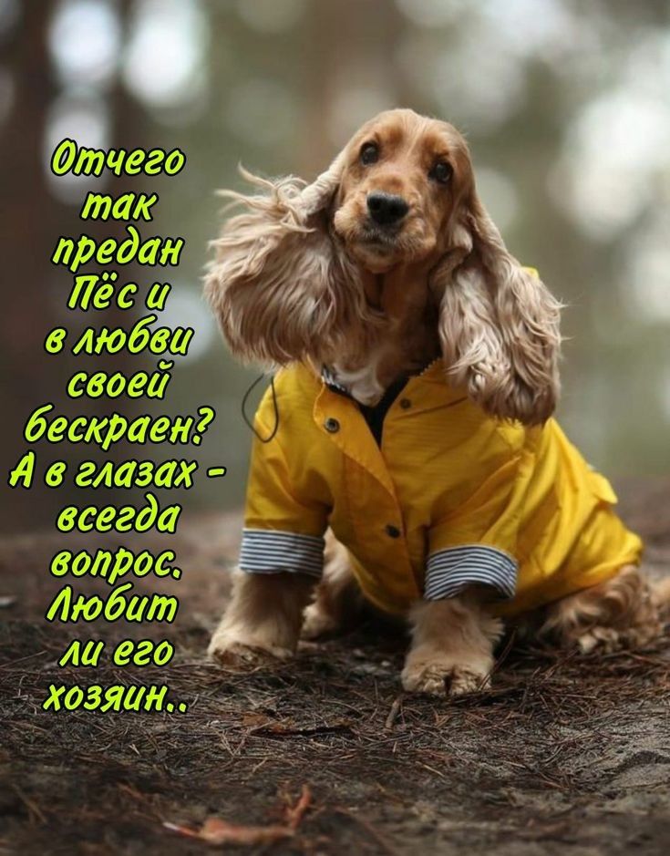 Отчего так предан Пёс и в любви своей бескраен? А в глазах - всегда вопрос. Любит ли его хозяин..