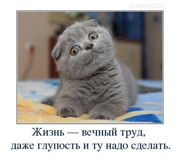 Жизнь — вечный труд, даже глупость и ту надо сделать.