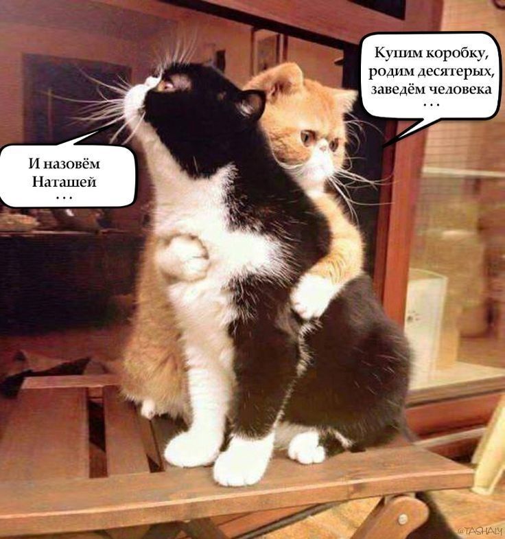 Купим коробку, родим десертных, заведём человека ...
И назовём Нагашей ...