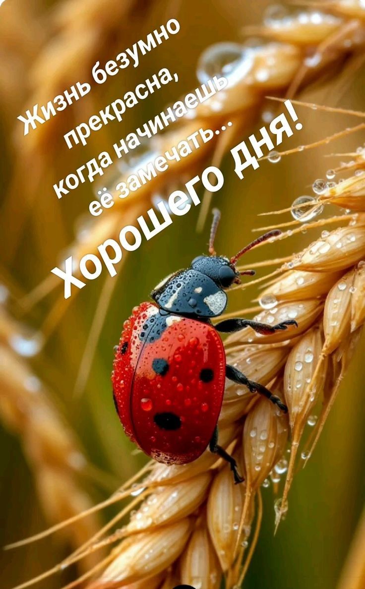 Жизнь безумно прекрасна, когда начинаешь её замечать... Хорошего дня!