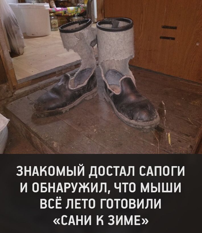 Знакомый достал сапоги и обнаружил, что мыши всё лето готовили «сани к зиме»