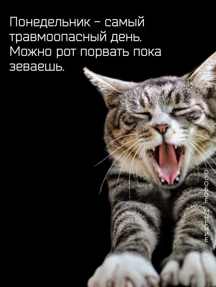 Понедельник – самый травмоопасный день. Можно рот порвать пока зеваешь.