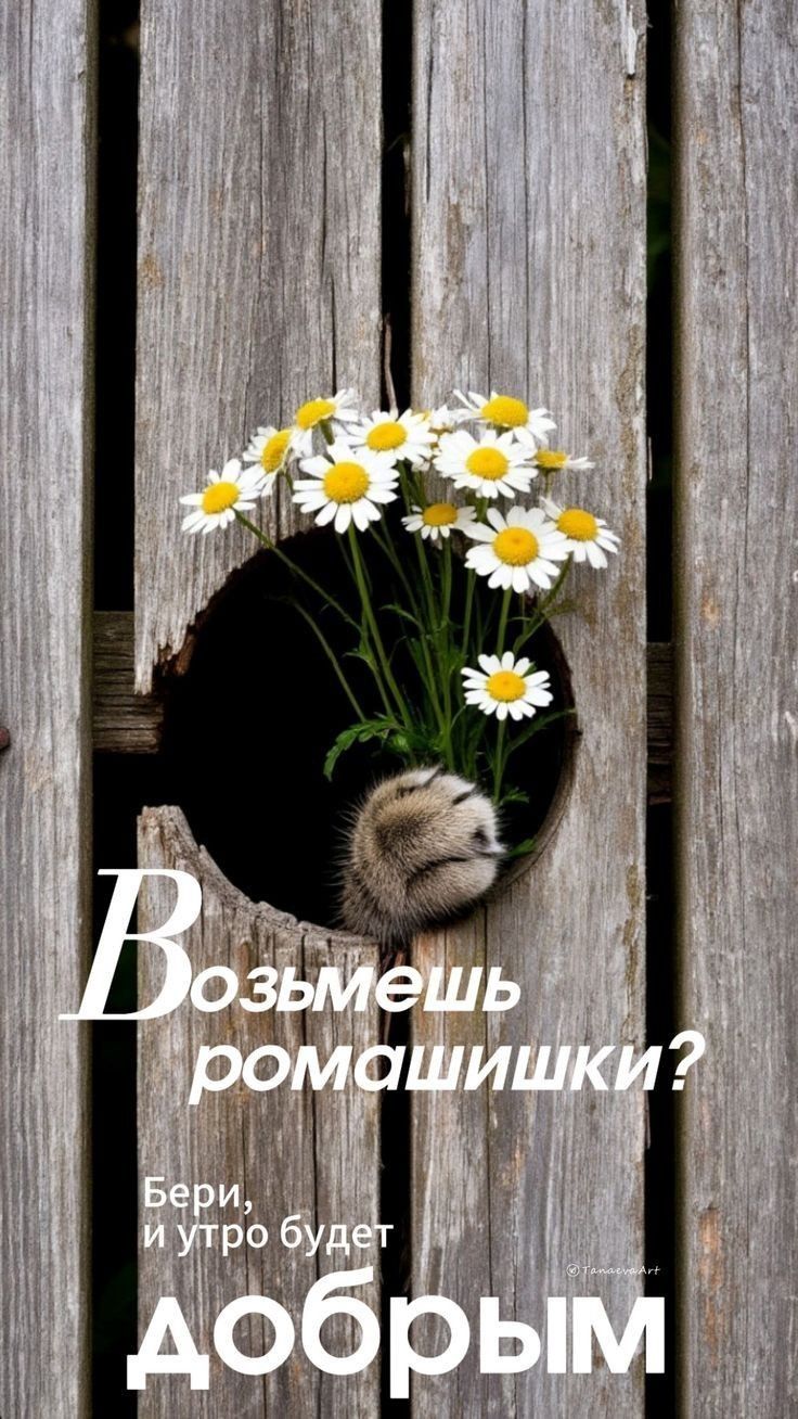 Возьмешь ромашки? Беря, и утро будет добрым
