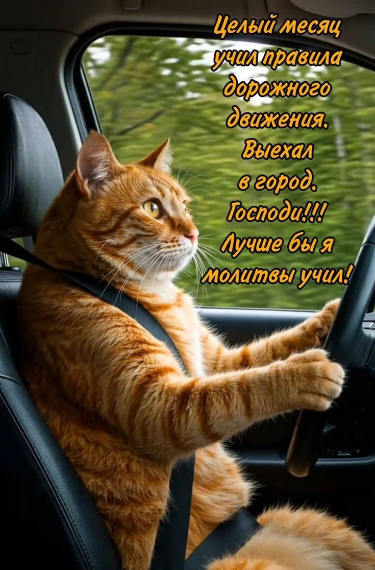 Целый месяц учил правила дорожного движения. Выехал в город, Господи!!! Лучше бы я молитвы учил!