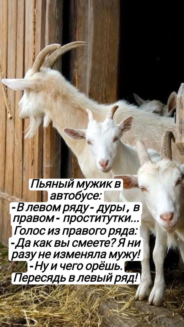 Пьяный мужик в автобусе:
- В левом ряду - дуры, в правом - проститутки...
Голос из правого ряда:
- Да как вы смеете? Я ни разу не изменяла мужу!
- Ну и чего орёшь.
Пересаждь в левый ряд!