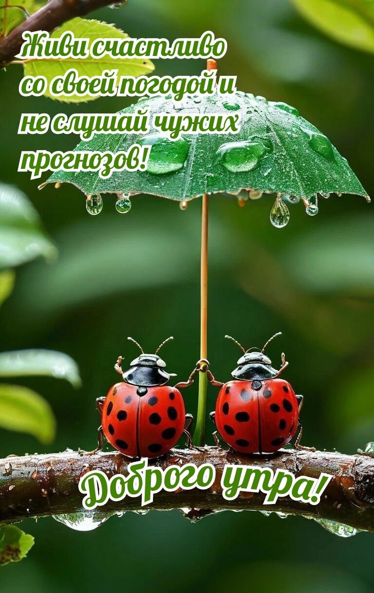 Живи счастливо со своей погодой и не слушай чужих прогнозов! Доброего утра!