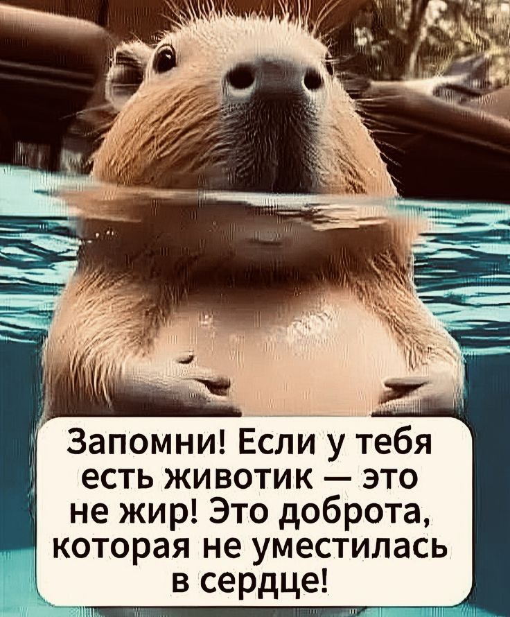 Запомни! Если у тебя есть животик — это не жир! Это доброта, которая не уместилась в сердце!